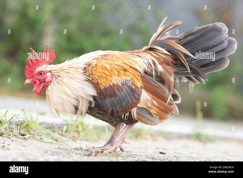 Chicken road - Conoce los Secretos detrás del Juego Famoso en Linea, Chicken Road Español
